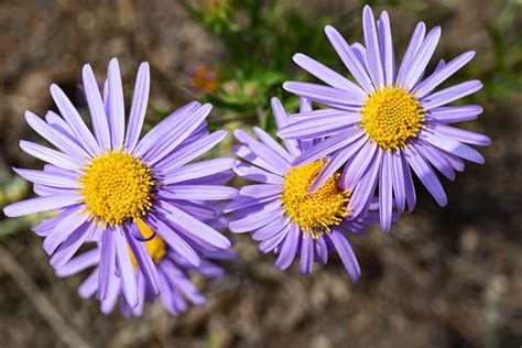 花醜|紫苑（シオン）の花言葉の由来・意味・誕生花